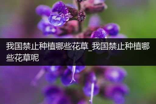 我国禁止种植哪些花草_我国禁止种植哪些花草呢