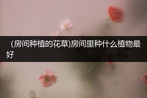 （房间种植的花草)房间里种什么植物最好