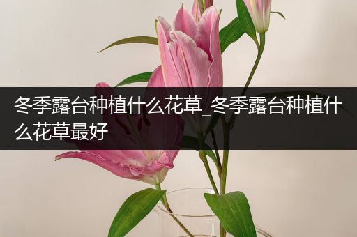 冬季露台种植什么花草_冬季露台种植什么花草最好