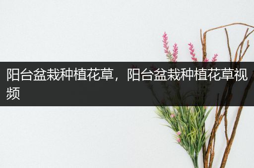 阳台盆栽种植花草，阳台盆栽种植花草视频