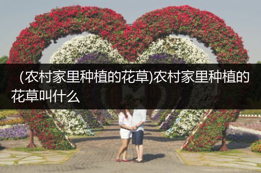 （农村家里种植的花草)农村家里种植的花草叫什么