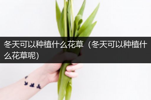 冬天可以种植什么花草（冬天可以种植什么花草呢）