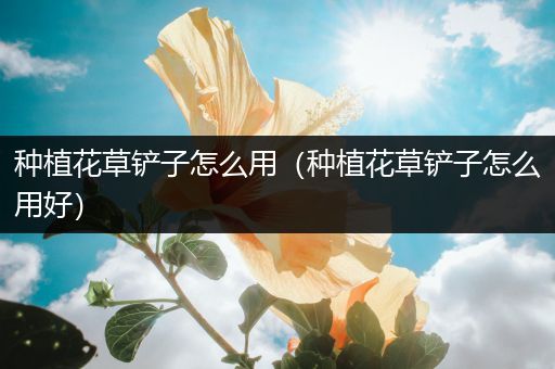种植花草铲子怎么用（种植花草铲子怎么用好）