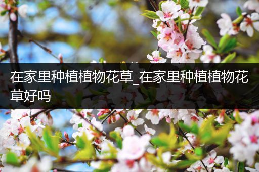 在家里种植植物花草_在家里种植植物花草好吗