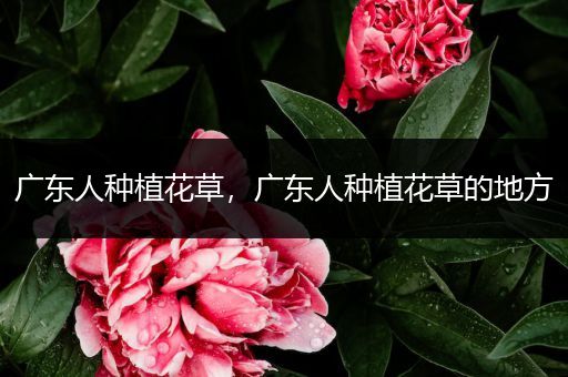 广东人种植花草，广东人种植花草的地方