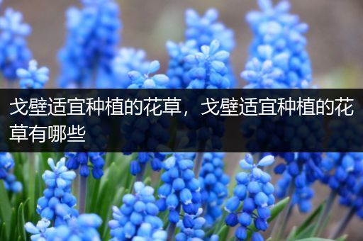 戈壁适宜种植的花草，戈壁适宜种植的花草有哪些