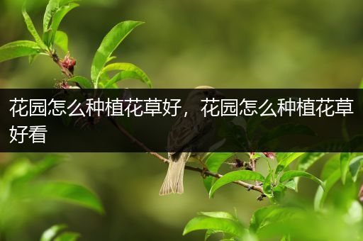 花园怎么种植花草好，花园怎么种植花草好看