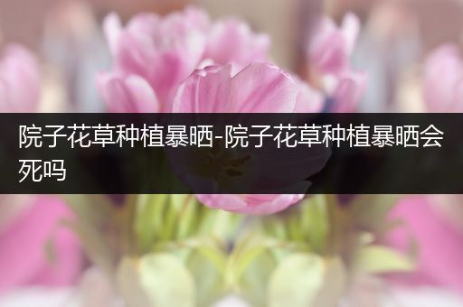 院子花草种植暴晒-院子花草种植暴晒会死吗