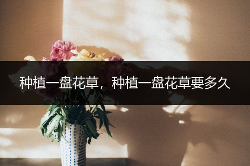 种植一盘花草，种植一盘花草要多久