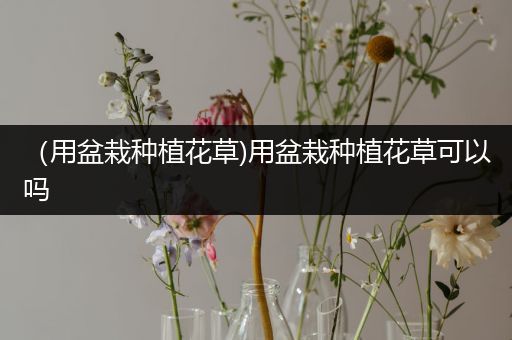 （用盆栽种植花草)用盆栽种植花草可以吗