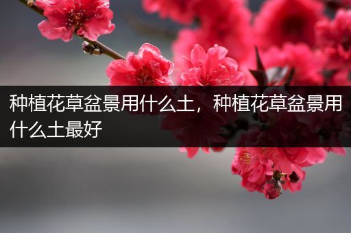 种植花草盆景用什么土，种植花草盆景用什么土最好