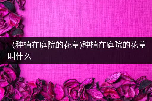 （种植在庭院的花草)种植在庭院的花草叫什么