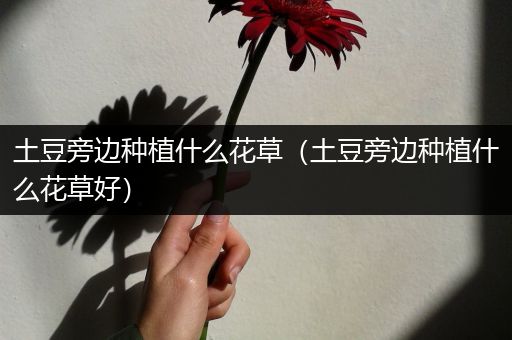 土豆旁边种植什么花草（土豆旁边种植什么花草好）