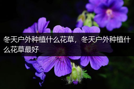 冬天户外种植什么花草，冬天户外种植什么花草最好