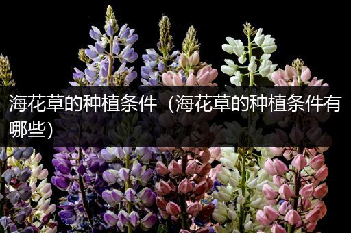 海花草的种植条件（海花草的种植条件有哪些）