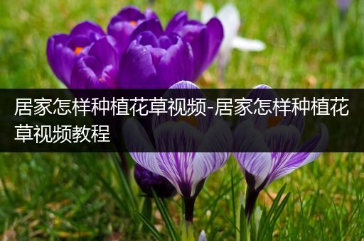 居家怎样种植花草视频-居家怎样种植花草视频教程