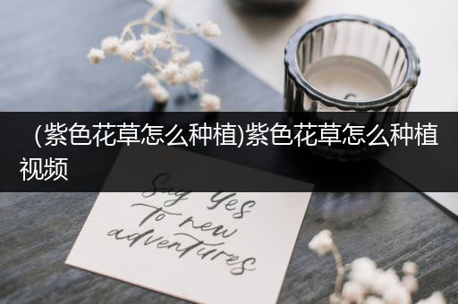 （紫色花草怎么种植)紫色花草怎么种植视频