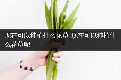 现在可以种植什么花草_现在可以种植什么花草呢
