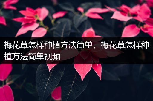 梅花草怎样种植方法简单，梅花草怎样种植方法简单视频