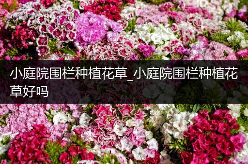 小庭院围栏种植花草_小庭院围栏种植花草好吗