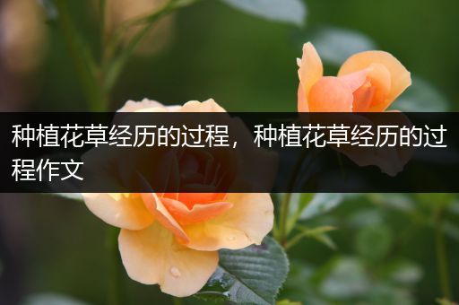 种植花草经历的过程，种植花草经历的过程作文