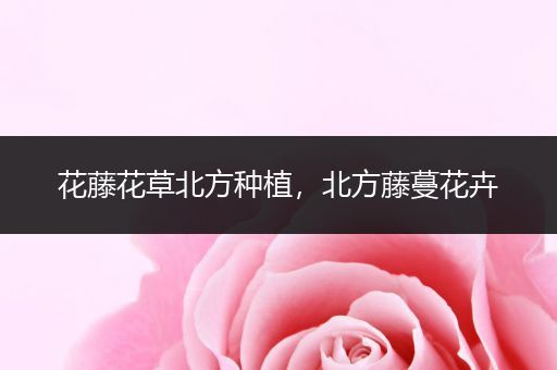 花藤花草北方种植，北方藤蔓花卉