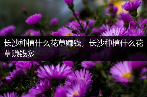 长沙种植什么花草赚钱，长沙种植什么花草赚钱多