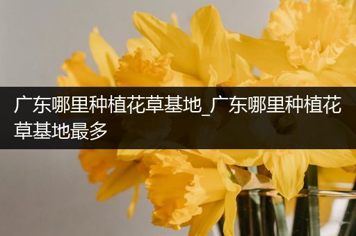 广东哪里种植花草基地_广东哪里种植花草基地最多