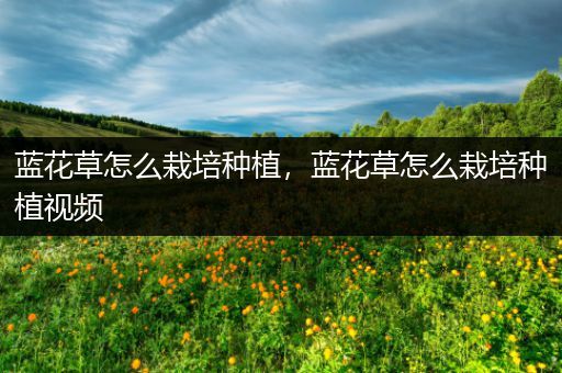 蓝花草怎么栽培种植，蓝花草怎么栽培种植视频