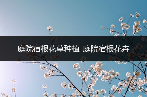 庭院宿根花草种植-庭院宿根花卉