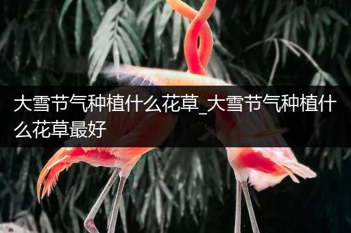 大雪节气种植什么花草_大雪节气种植什么花草最好