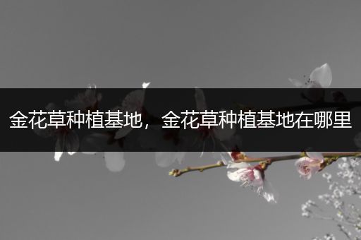 金花草种植基地，金花草种植基地在哪里