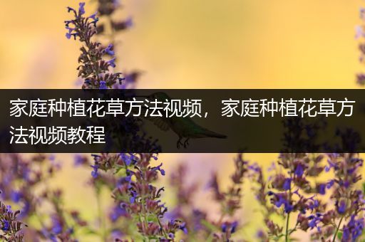 家庭种植花草方法视频，家庭种植花草方法视频教程