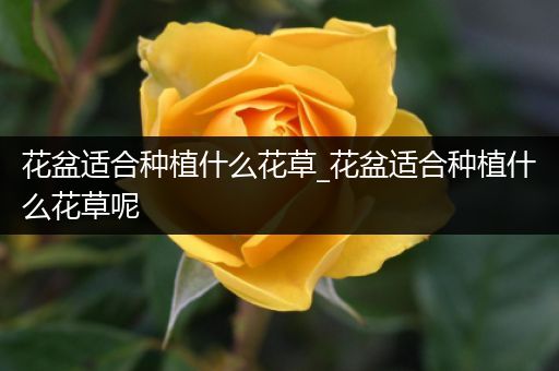 花盆适合种植什么花草_花盆适合种植什么花草呢
