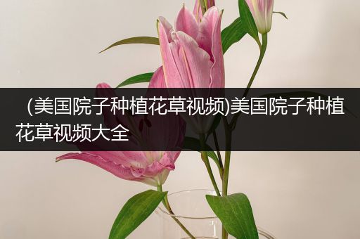 （美国院子种植花草视频)美国院子种植花草视频大全