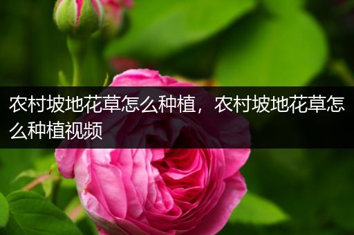 农村坡地花草怎么种植，农村坡地花草怎么种植视频