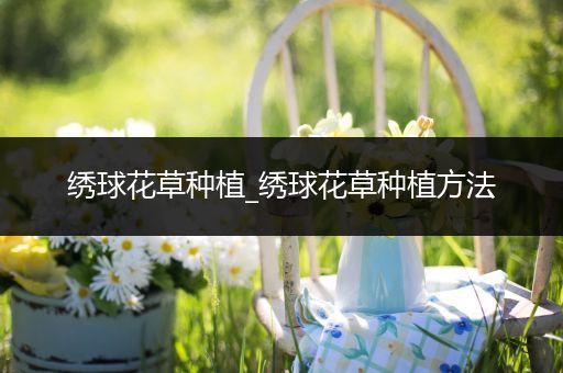 绣球花草种植_绣球花草种植方法