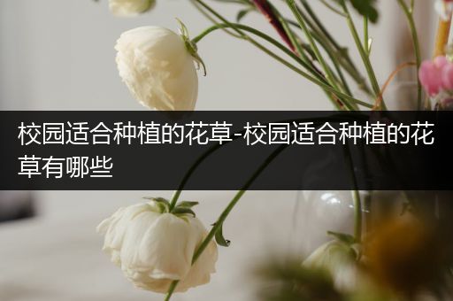 校园适合种植的花草-校园适合种植的花草有哪些