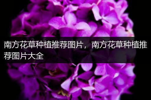 南方花草种植推荐图片，南方花草种植推荐图片大全