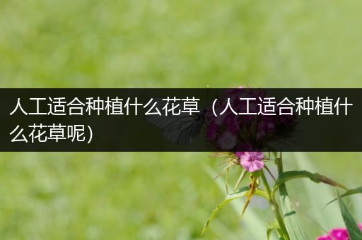 人工适合种植什么花草（人工适合种植什么花草呢）