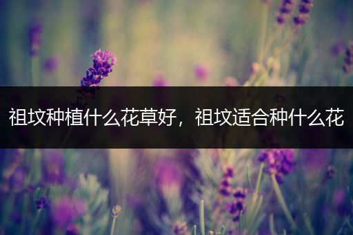 祖坟种植什么花草好，祖坟适合种什么花