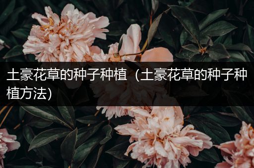 土豪花草的种子种植（土豪花草的种子种植方法）