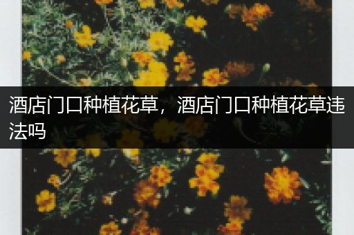 酒店门口种植花草，酒店门口种植花草违法吗
