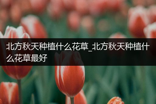 北方秋天种植什么花草_北方秋天种植什么花草最好