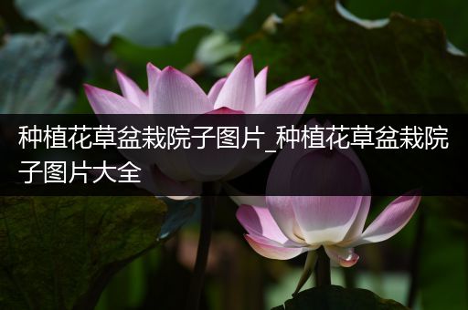 种植花草盆栽院子图片_种植花草盆栽院子图片大全