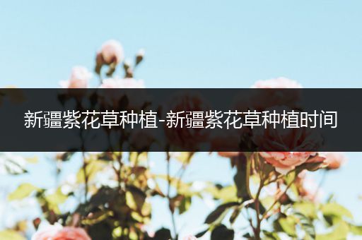 新疆紫花草种植-新疆紫花草种植时间