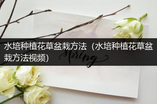 水培种植花草盆栽方法（水培种植花草盆栽方法视频）