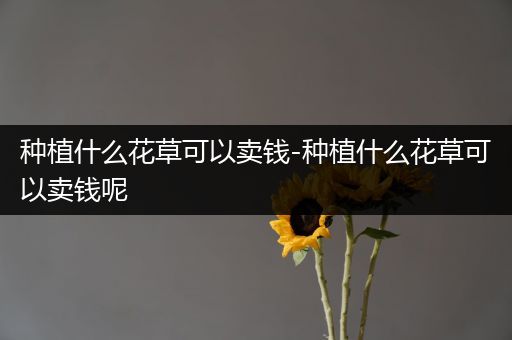 种植什么花草可以卖钱-种植什么花草可以卖钱呢