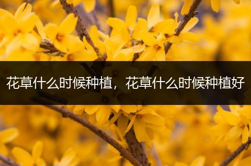 花草什么时候种植，花草什么时候种植好