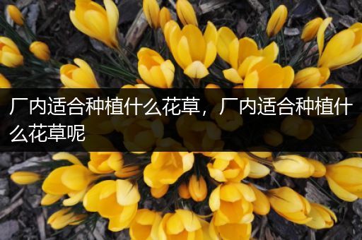 厂内适合种植什么花草，厂内适合种植什么花草呢